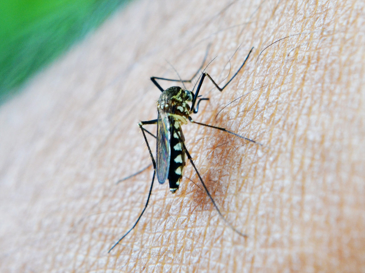 Malaria Moskito DEET gegen Zecken Insektenabwehr