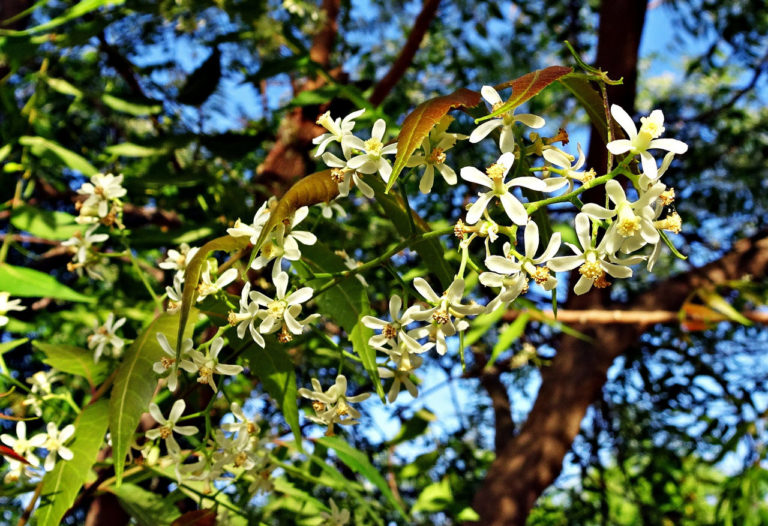 Margosa | Extrakt gegen Zecken, Milben, Flöhe & andere Schädlinge Margosa Neem Baum Extrakt gegen Zecken Mücken Flöhe