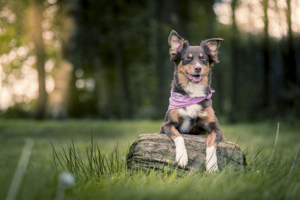 Zeckenschutz Hund Fipronil