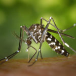 tiger-mosquito icaridin