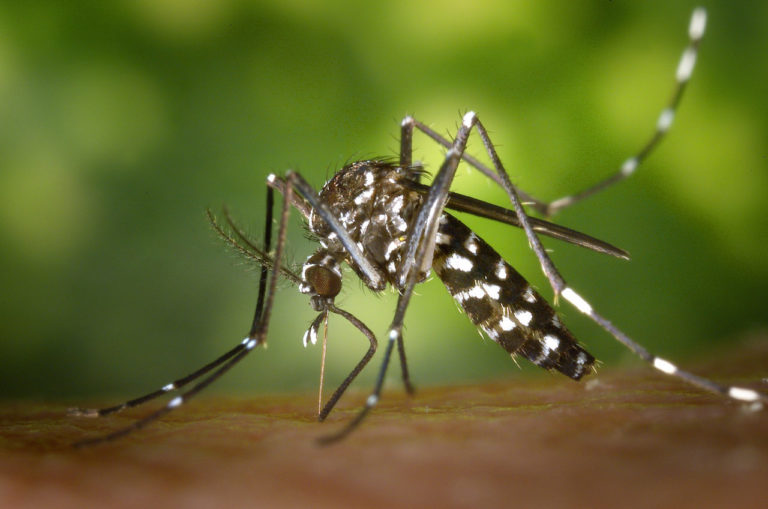 Icaridin gegen Zecken, Mücken, etc. | Insektenabwehr tiger-mosquito icaridin