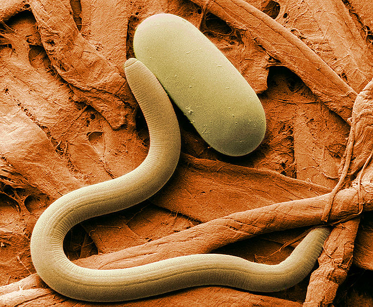 Fadenwürmer natürliche Feinde von Zecken
