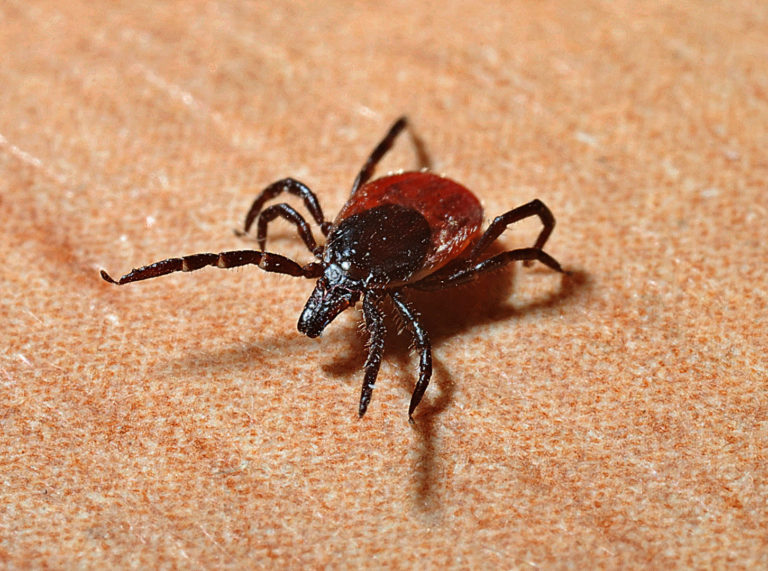 Gemeiner Holzbock (Ixodes Ricinus): Erkennen & Gefahren Verbeugen | Tipps & Tricks Gemeiner Holzbock Weibchen Ixodes Ricinus
