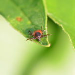 Holzbock Weibchen Lauerstellung auf Gras Ixodes Ricinus