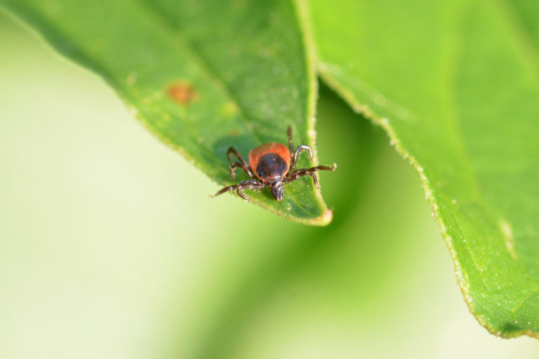 Holzbock Weibchen Lauerstellung auf Gras Ixodes Ricinus