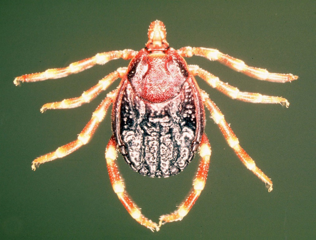 Hyalomma-m-rufipes CC BY-SA 3.0 Alan R Walker