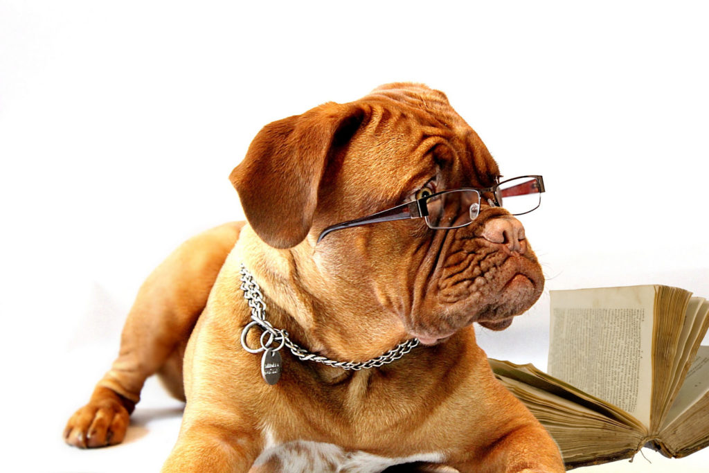 Hund Braune Hundezecke