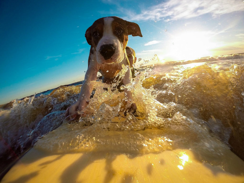 Hund Urlaub Meer