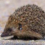 Igel mit Zecke Igelzecke im Ohr