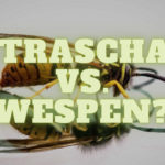 Ultraschall gegen Wespen im Test | Wirksam oder Abzocke?