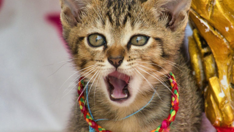 Katze mit buntem Halsband
